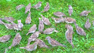 Chirping and Chattering House Sparrows on Green Grass 4K [upl. by Noll528]