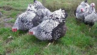 SILVER LACED WYANDOTTE LARGE FOWL FROM CHESHIRE POULTRY [upl. by Hcelemile]