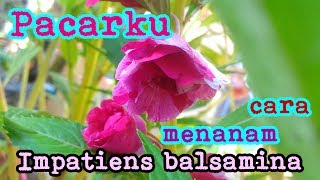 Pacarku Cara Menanam Impatiens balsamina [upl. by Euqinim]