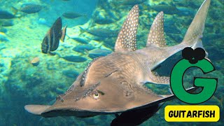 A to Z Endangered Ocean Animals Song for Kids  Learn About Sea Creatures  Phonics amp Conservation [upl. by Gladi76]