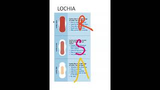 Obstetrics Types of Lochia Rubra Serosa Alba Viva [upl. by Hanahs]