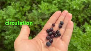 Bilberry benefits Uses amp Side effects [upl. by My]