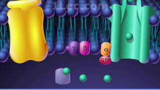 Membrane bound receptors [upl. by Bunni561]