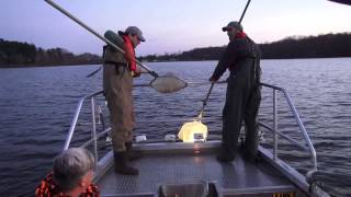 Electrofishing for walleye [upl. by Ainatit403]