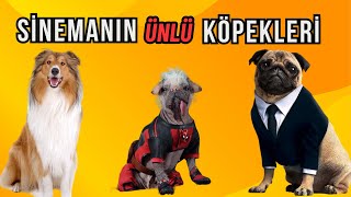 Sinemanın En Ünlü 10 Köpeği ve Hikayeleri  Köpekli Film ve Dizi Önerileri [upl. by Yasdnyl55]