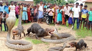 नेवला और सांप का ऐसा लड़ाई आपने कभी नहीं देखा होगा😱 दोनों गिरा कुंए में Snake Vs Mongoose Fighting [upl. by Corney]