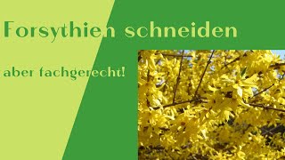 Forsythien schneiden  optisch ansprechend und fachgerecht [upl. by Stephani]