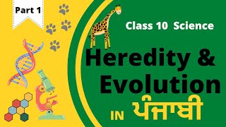 Heredity and evolution in Punjabi  Class 10  Science  Part 1  Introduction to heredity [upl. by Sirdi]