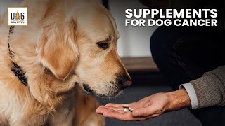 Supplements for Dogs with Cancer  Dr Demian Dressler Deep Dive [upl. by Buonomo]