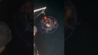 Another net another lobster 🎥 wetwillyfishing [upl. by Coates]