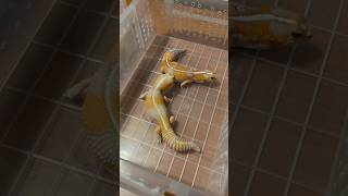 จีบสาวเขาทำกันยังไง  ตุ๊กแก ตุ๊กแกยิ้ม ตุ๊กแกหางอ้วน Exoticpet BalconZoo Reptile [upl. by Choong]