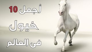 أجمل انواع الخيول فى العالم ؟ [upl. by Esinehs]