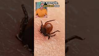 Faites attention aux tiques acarien animaux maladie lyme insectes [upl. by Turino61]