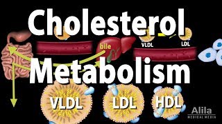 Cholesterol Metabolism LDL HDL and other Lipoproteins Animation [upl. by Cleary430]