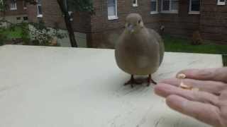 How I Did Domesticate a Mourning Dove in Few MinutesHD [upl. by Atal]