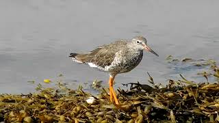 Common Greenshank [upl. by Rennob]