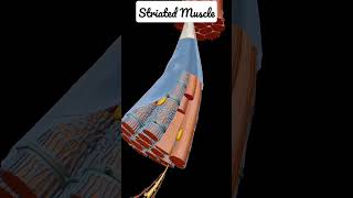 Striated Muscle gsaksingh Biology NEET Motivation motivation pw science [upl. by Iveson812]