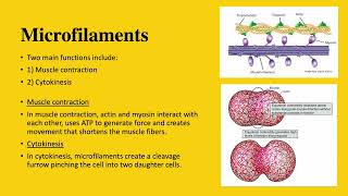 Differences Between Microfilaments Microtubules and Intermediate Filaments  MCAT BIOLOGY [upl. by Ecam]