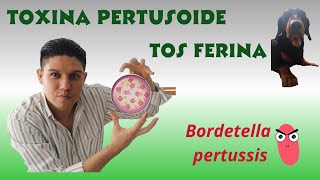 Toxina pertusoide Bordetella pertussis [upl. by Radley618]