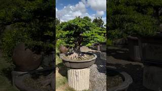 整理maintenancepruning for podocarpus Podocarpus 晶鑽羅漢松 [upl. by Sucramal616]