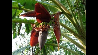 Banana Flower ChutneyBanana Flower Chutney Recipe How to Make banana ChutneyBanana Flower Pickle [upl. by Lallage275]