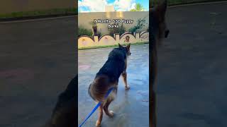 GSD Barking [upl. by Sukramal]