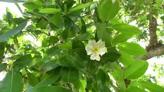 Un jardin créole en Guadeloupe [upl. by Normalie]