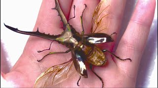 Bug Unpinning Golden Stag Beetle Edition [upl. by Assetan]