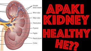 eGFR Test Explained in Hindi  How you can calculate your GFR  Medical Guruji [upl. by Attinahs]