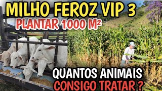 milho feroz vip 3 Quantos sacos de SILAGEM produz em 1000 M² [upl. by Klapp4]