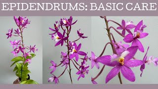 How to grow Epidendrums  Crucifix Orchids Basic care [upl. by Haliak653]