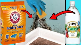 DIY MOULD REMOVER  8 Ways To Get Rid of Black Mold Naturally [upl. by Ingra]