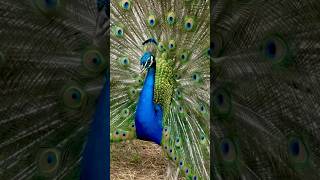 Peacock 🦚 at ​⁠Mayfield Park on a rainy cloudy day 🩵💙💚💜 peacock austin peacockdance [upl. by Nosirb]