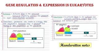 Gene regulation in eukaryotes  Activator I Enhancer  Repressor Silencer Coactivator Corepressor [upl. by Beka]