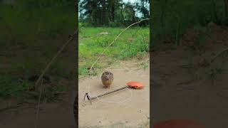 Really Create Amazing Quail Trapping shorts youtubeshorts [upl. by Apeed]