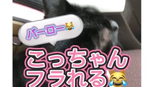 【しゃべる猫】野良猫と仲良くしようと一生懸命に話しかける！しかしフラれるこっちゃん [upl. by Haldes846]