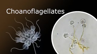 All About Choanoflagellates Description Anatomy and Habitat Codosiga Colony Under a Microscope [upl. by Norda]