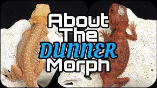 Bearded Dragon Genetics  The DUNNER Morph [upl. by Erving]