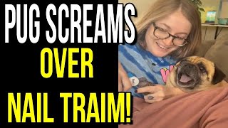 Dramatic Pug Screams Getting Nails Cut [upl. by Mozza27]