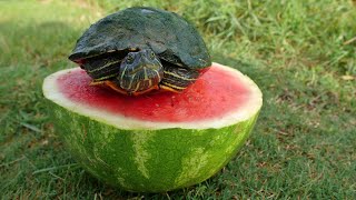 Turtles Love Watermelon [upl. by Ardnasac]