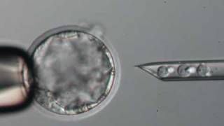 Blastocyst Microinjection [upl. by Itaws]