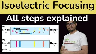 Isoelectric focusing in Hindi  Isoelectric focusing for proteins IEF [upl. by Malloy]