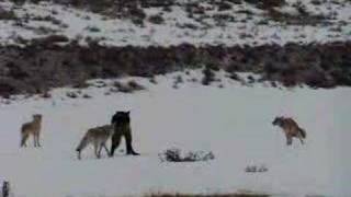 Coyotes Defend Their Den From a Wolf [upl. by Nesyrb790]