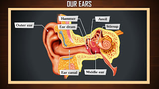 How ear works  Anatomy of the human ear  Human ear  structure and working [upl. by Annij]