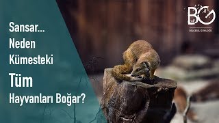 Sansarlar Hakkında Merak Edilen Bilgiler [upl. by Adelbert]