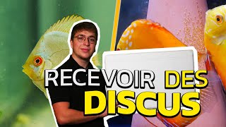 UNBOXING ACCLIMATATION des NOUVEAUX DISCUS [upl. by Sielen]