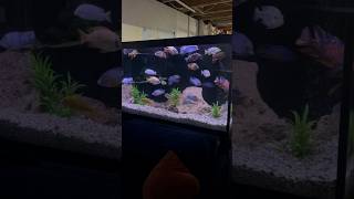 15 Cichlid Tanks in One Fish Room Here are 6 of Them [upl. by Sotsirhc]