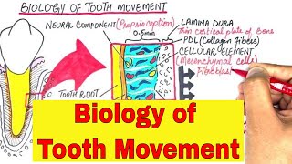 The Biology Of Tooth Movement Part 1  Orthodontics [upl. by Naloc965]