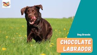 Chocolate Labrador A Complete Guide to The Rare Irresistible Lab Dog [upl. by Dammahom]