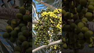 🍋 Morning the Bismarck palm  4k 4kvideo plants [upl. by Aesoh]